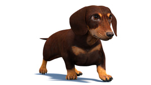 Animated Dachshund Dog 3D Model Thumbnail