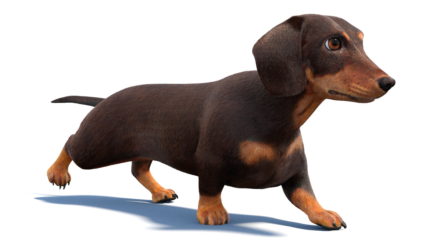 Animated Dachshund Dog 3D Model Fur
