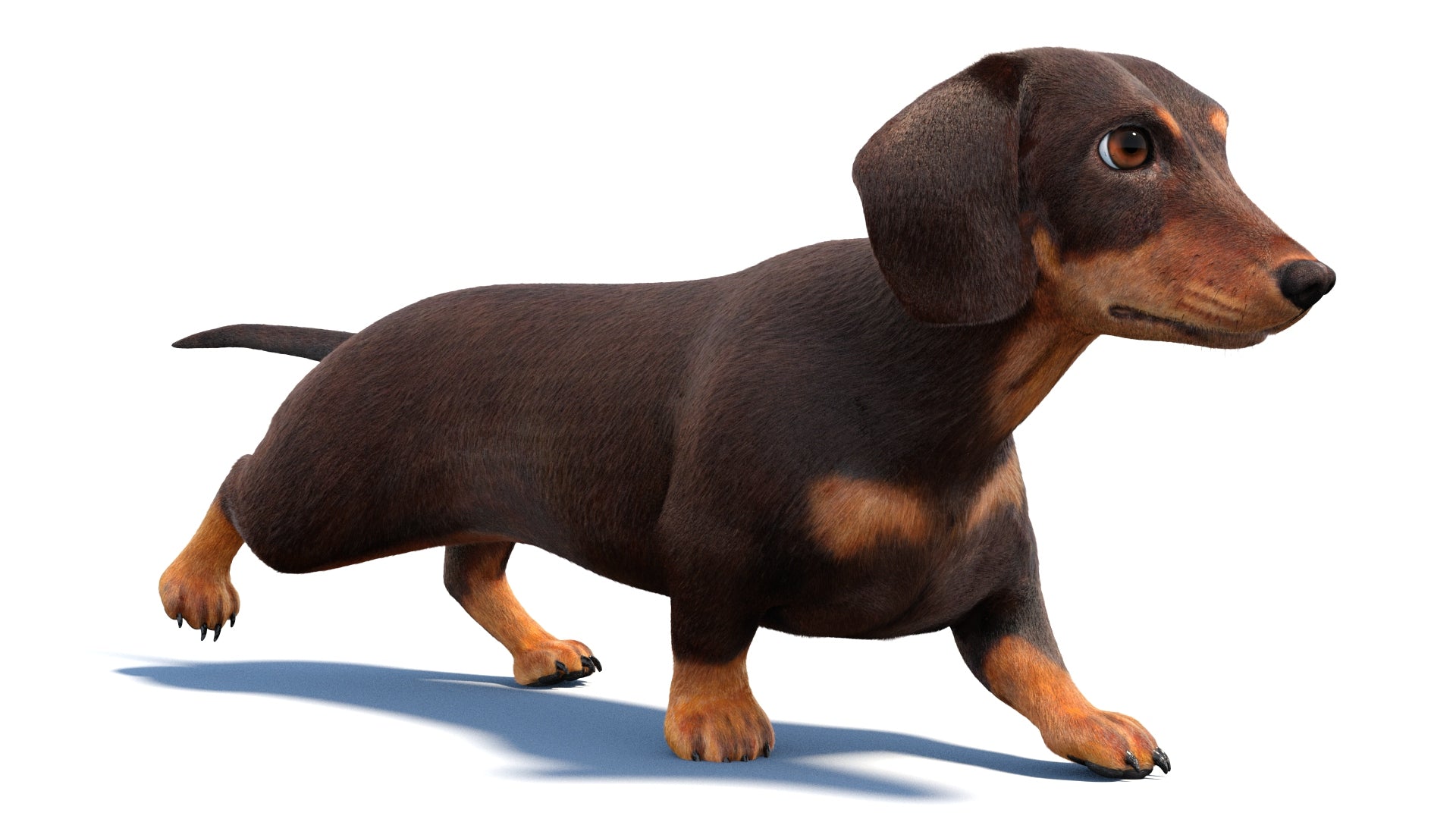 Animated Dachshund Dog 3D Model with Fur