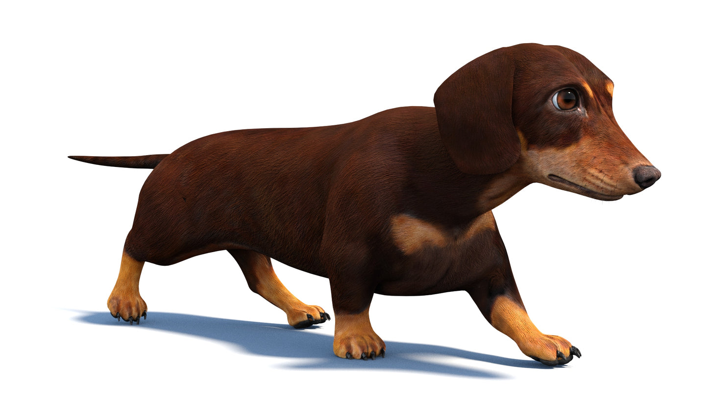 Animated Dachshund Dog 3D Model