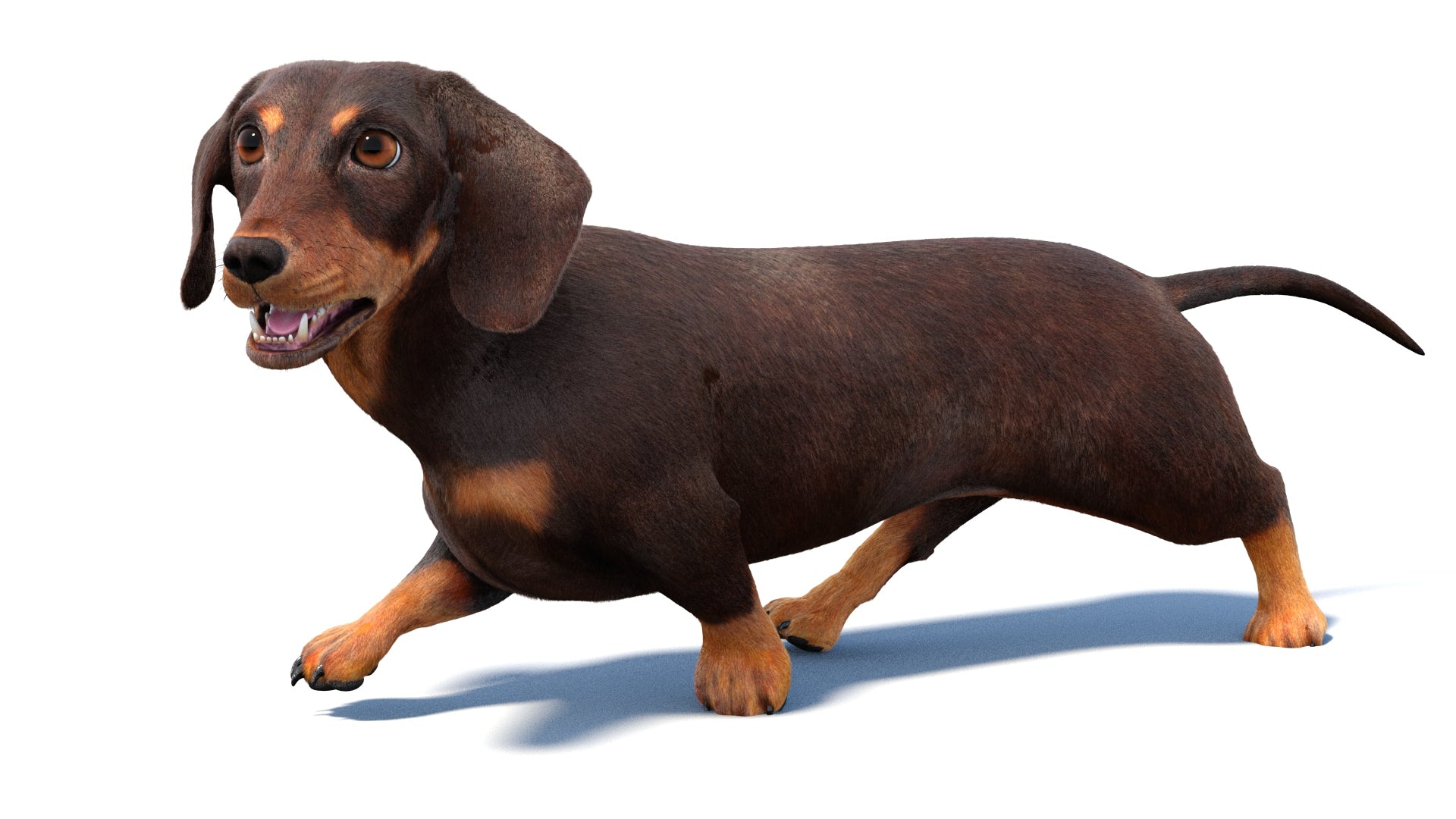 Animated Dachshund Dog 3D Model with Fur