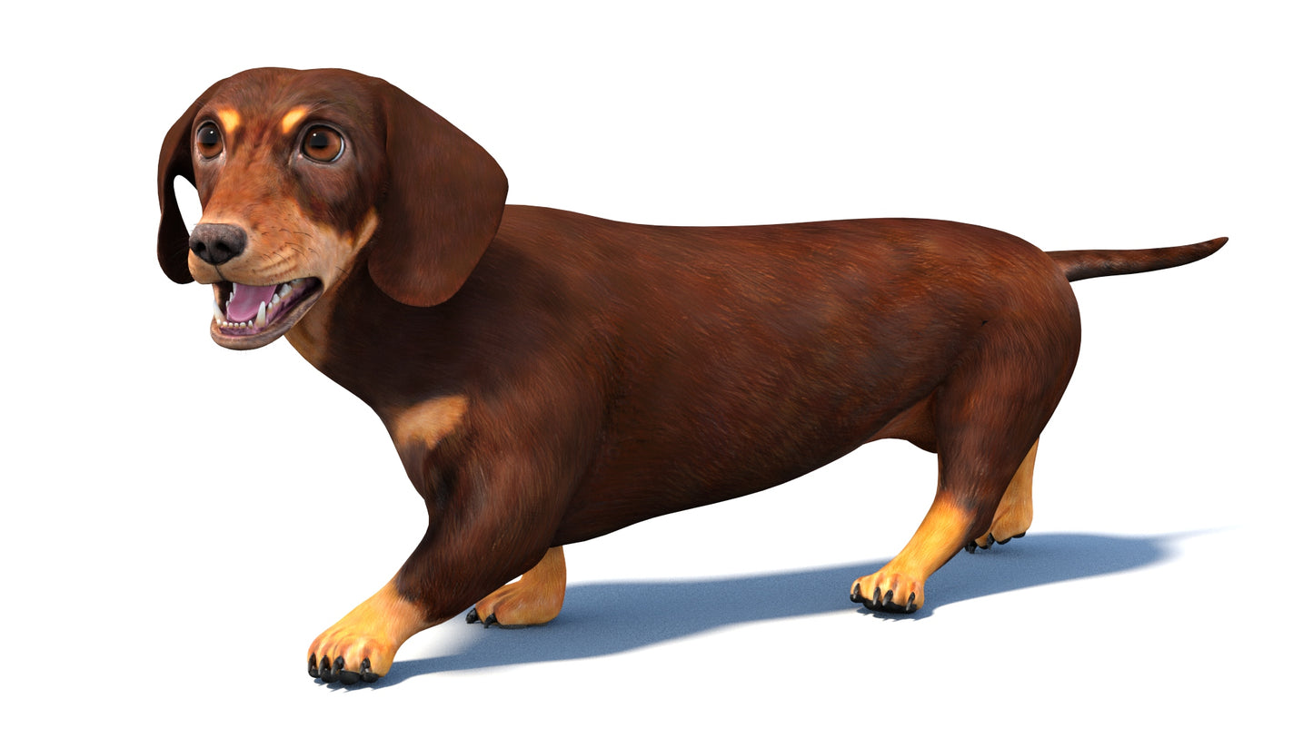 Animated Dachshund Dog 3D Model