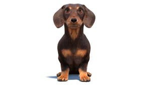 Animated Dachshund Dog 3D Model with Fur Thumbnail