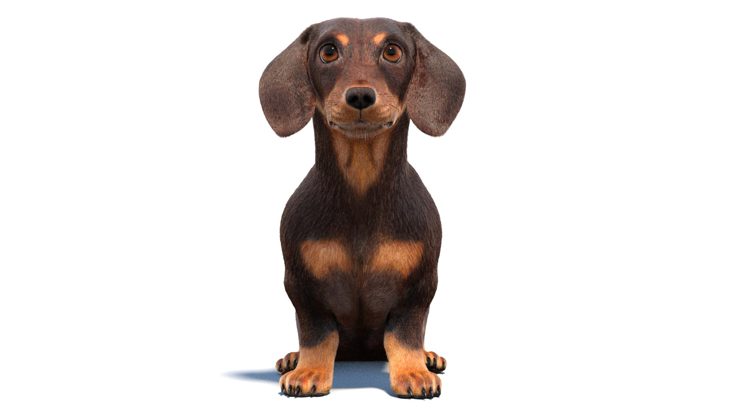Animated Dachshund Dog 3D Model Fur
