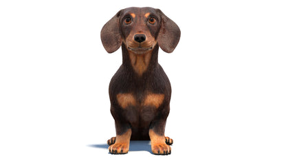 Animated Dachshund Dog 3D Model Fur