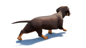 Animated Dachshund Dog 3D Model - Hair and Fur Thumbnail
