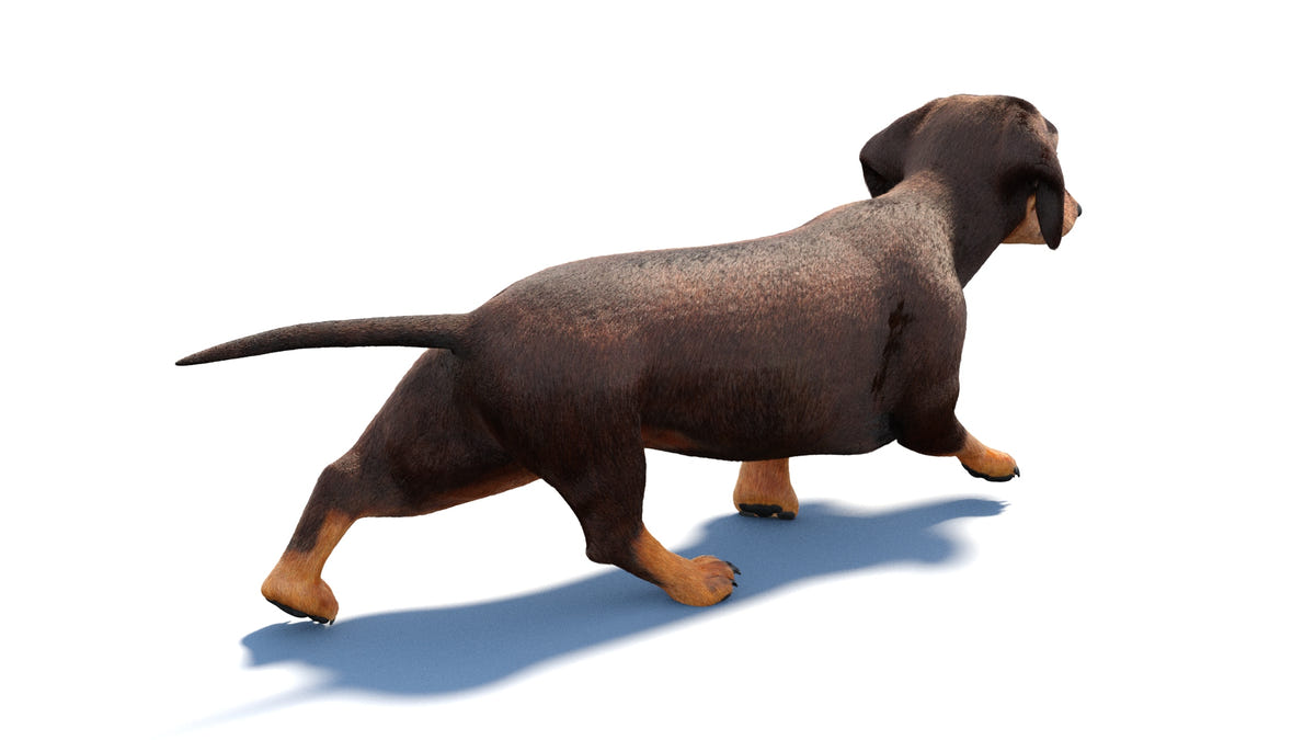 Animated Dachshund Dog 3D Model - Hair and Fur
