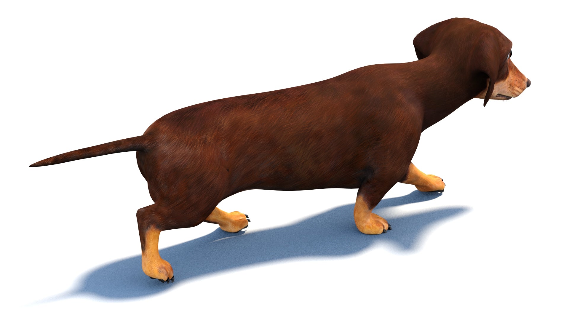 Animated Dachshund Dog 3D Model