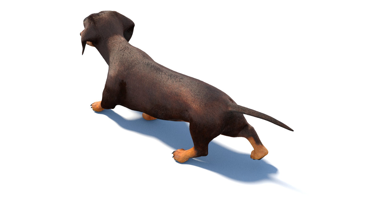 Animated Dachshund Dog 3D Model - Hair and Fur