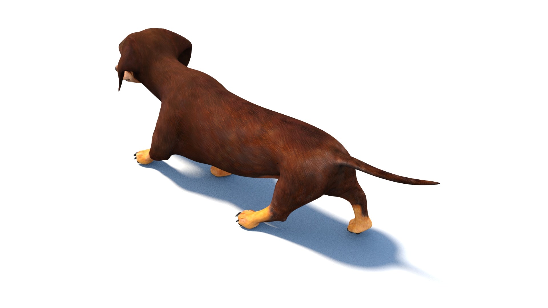 Animated Dachshund Dog 3D Model for Download