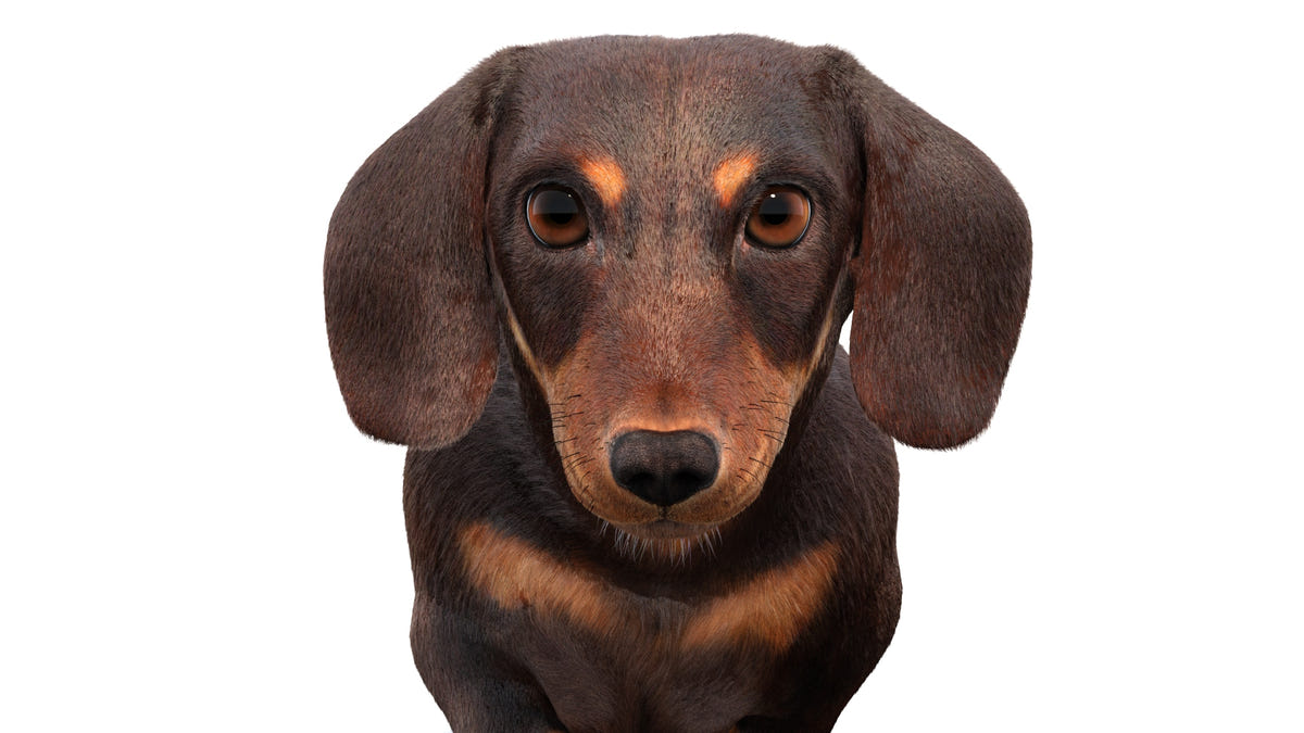 Animated Dachshund Dog 3D Model - Hair and Fur