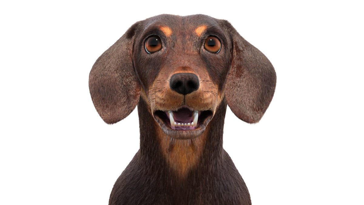Animated Dachshund Dog 3D Model - Hair and Fur