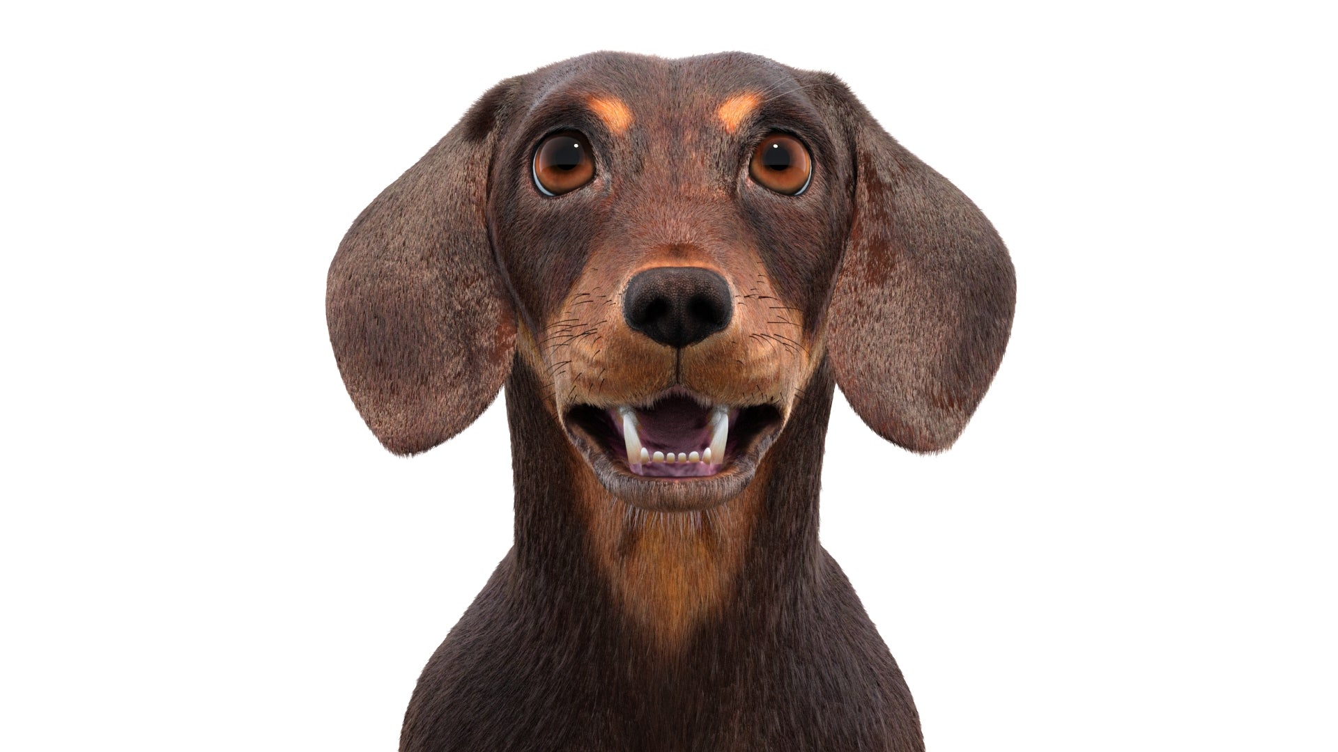 Animated Dachshund Dog 3D Model Fur