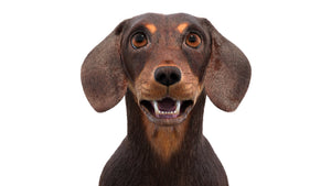 Animated Dachshund Dog 3D Model Fur Thumbnail