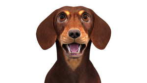 Animated Dachshund Dog 3D Model Head Close Up View Thumbnail