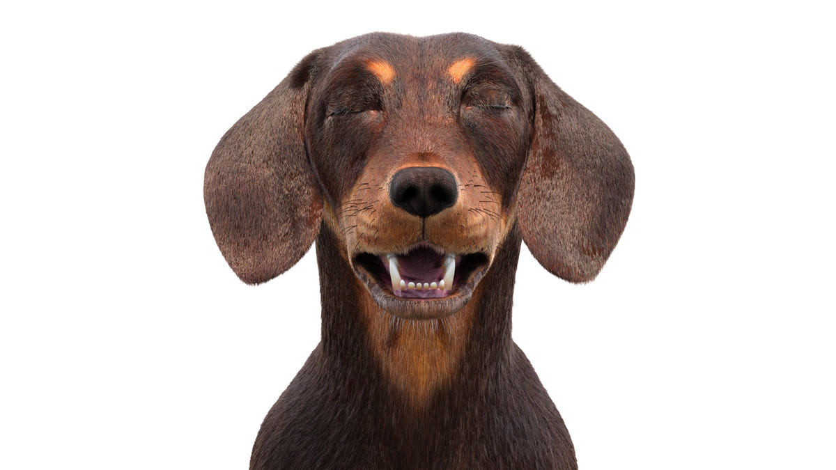 Animated Dachshund Dog 3D Model - Hair and Fur