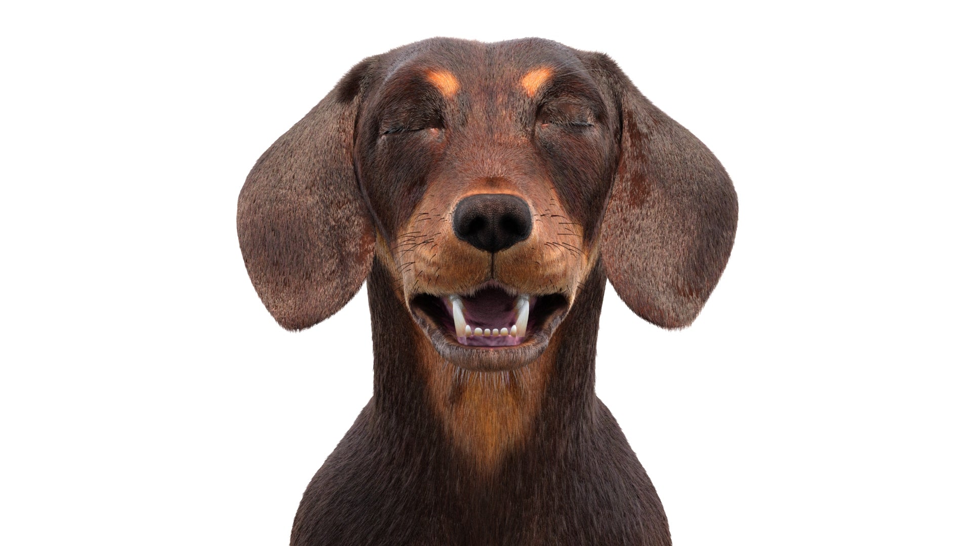 Animated Dachshund Dog 3D Model Fur