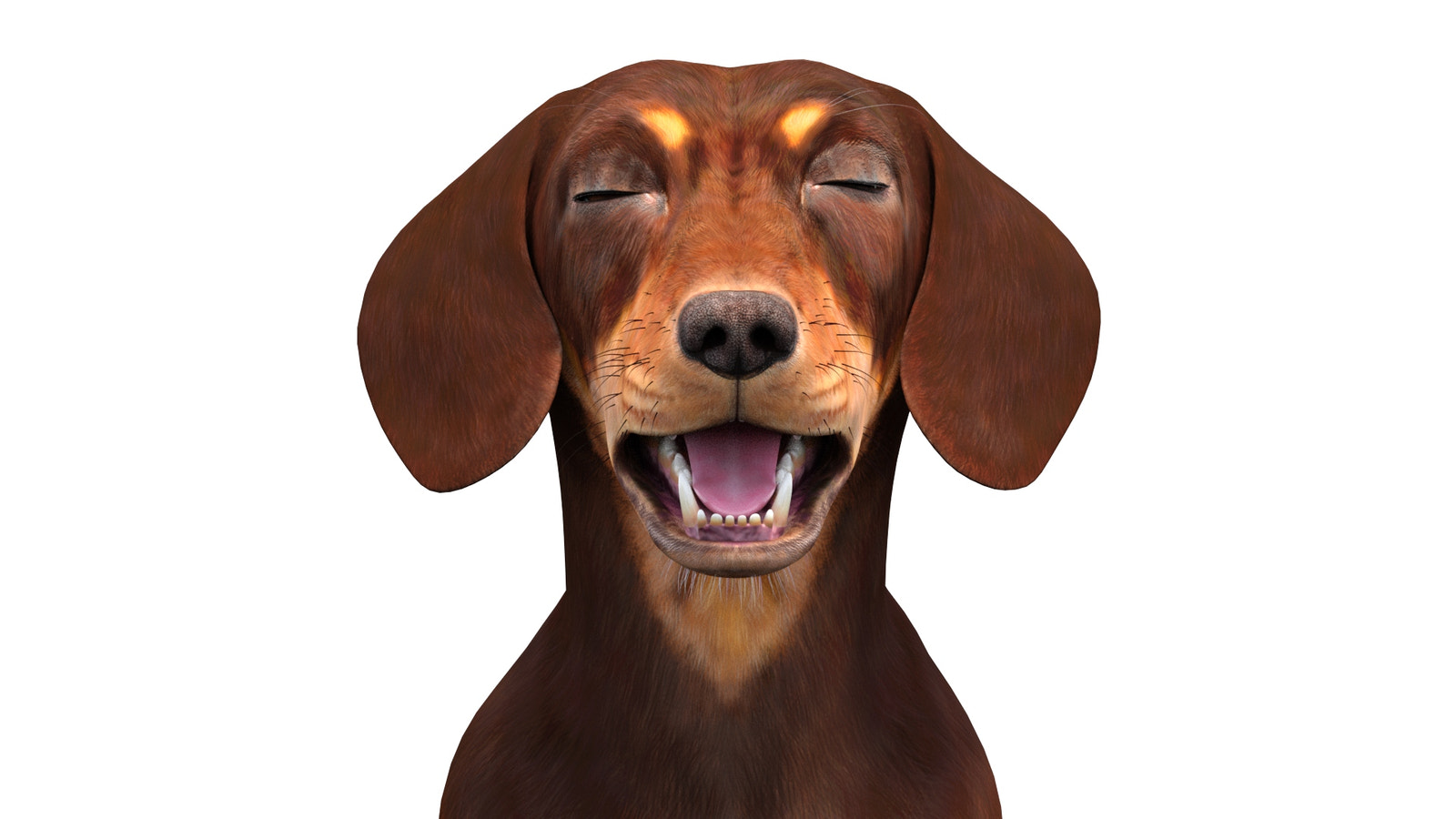 Animated Dachshund Dog 3D Model Head Close Up View Eyes Closed