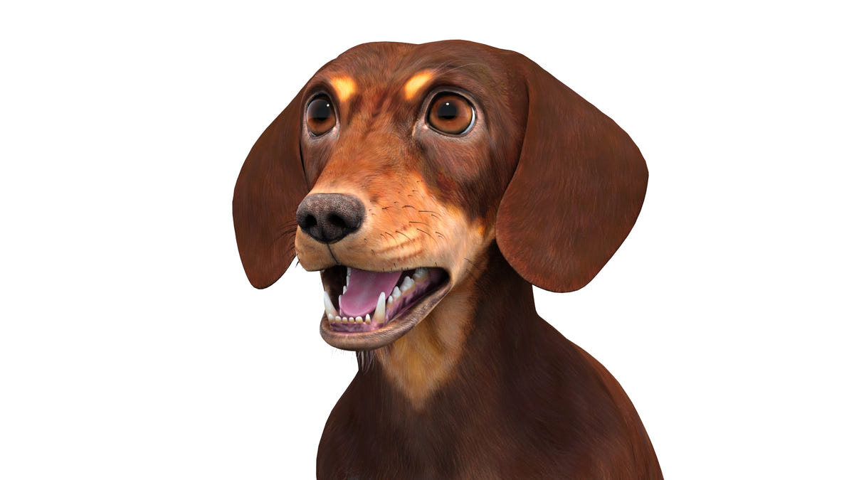 Animated Dachshund Dog 3D Model Head Close Up View