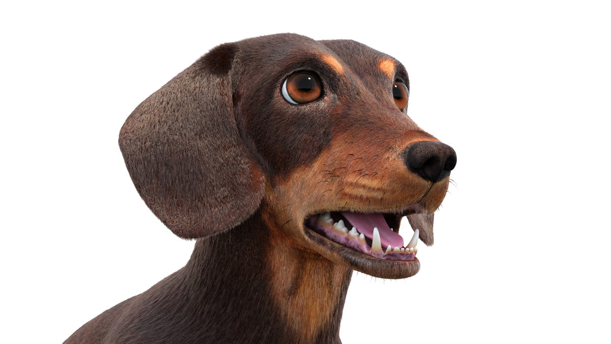 Animated Dachshund Dog 3D Model - Hair and Fur