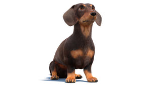 Animated Dachshund Dog 3D Model - Hair and Fur Thumbnail