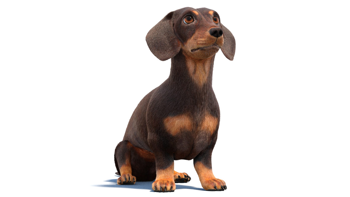 Animated Dachshund Dog 3D Model - Hair and Fur