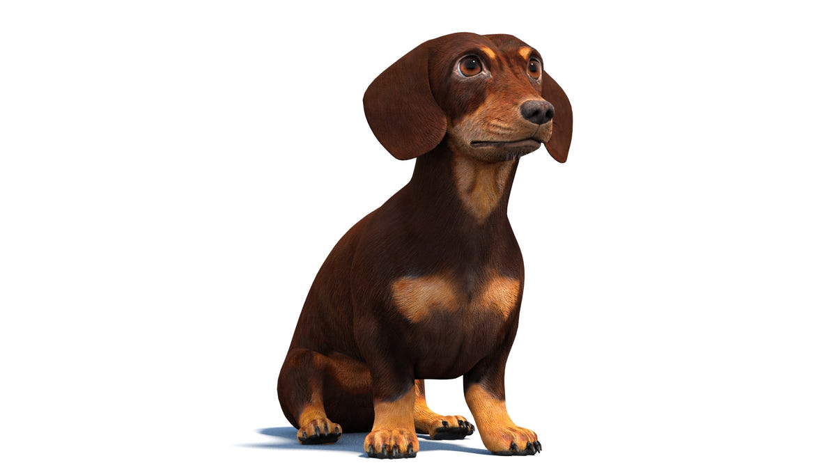 Animated Dachshund Dog 3D Model in Sitting Pose