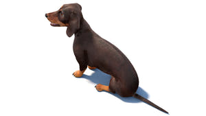 Animated Dachshund Dog 3D Model - Hair and Fur Thumbnail