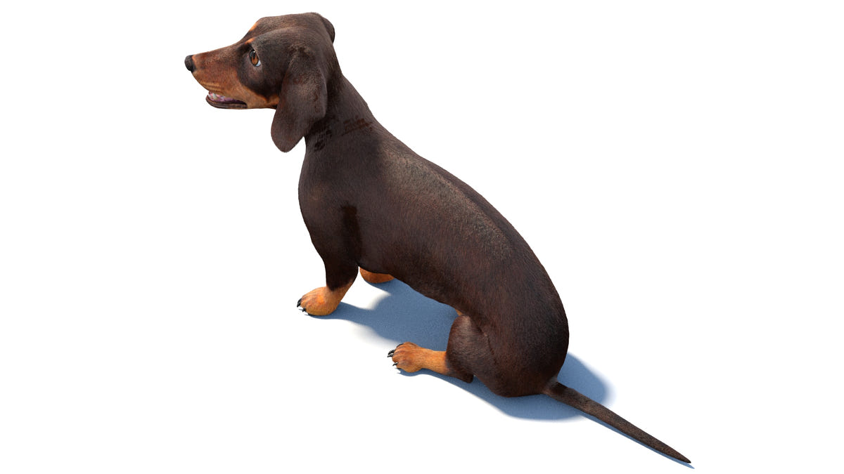 Animated Dachshund Dog 3D Model - Hair and Fur