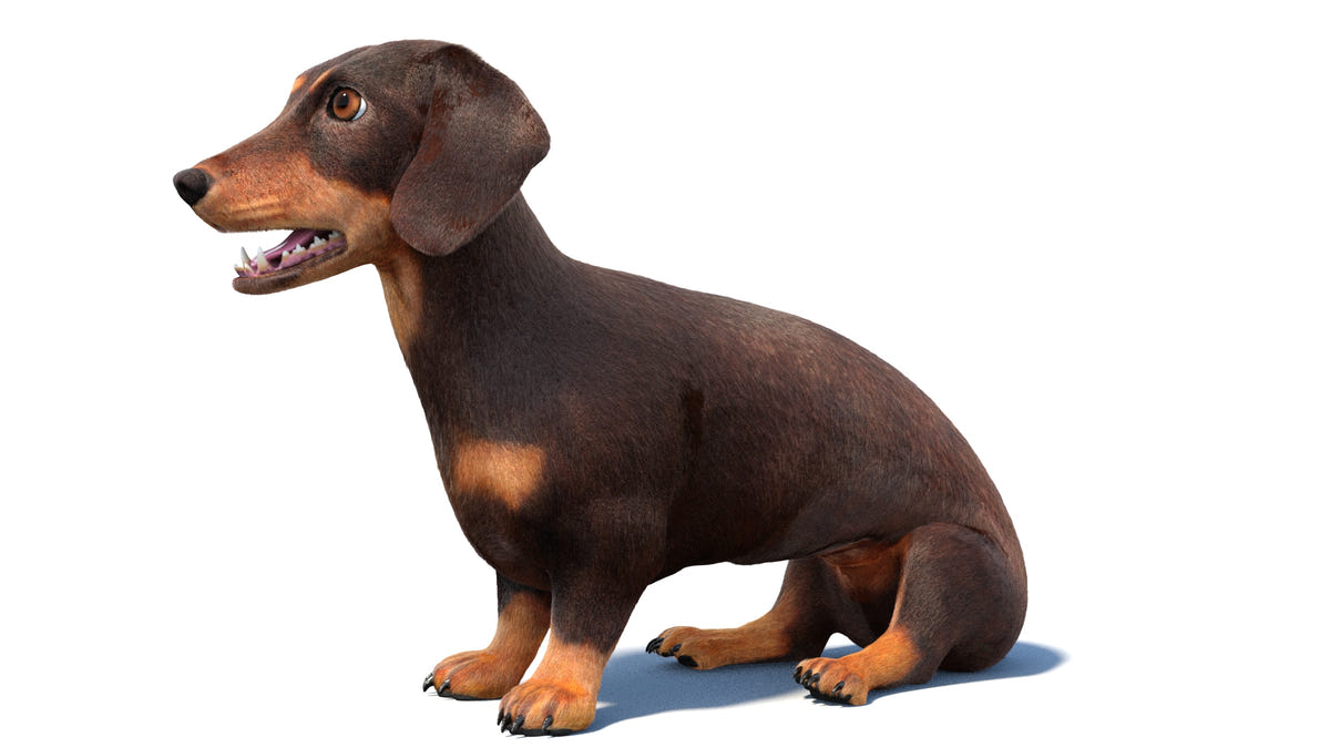 Animated Dachshund Dog 3D Model - Hair and Fur