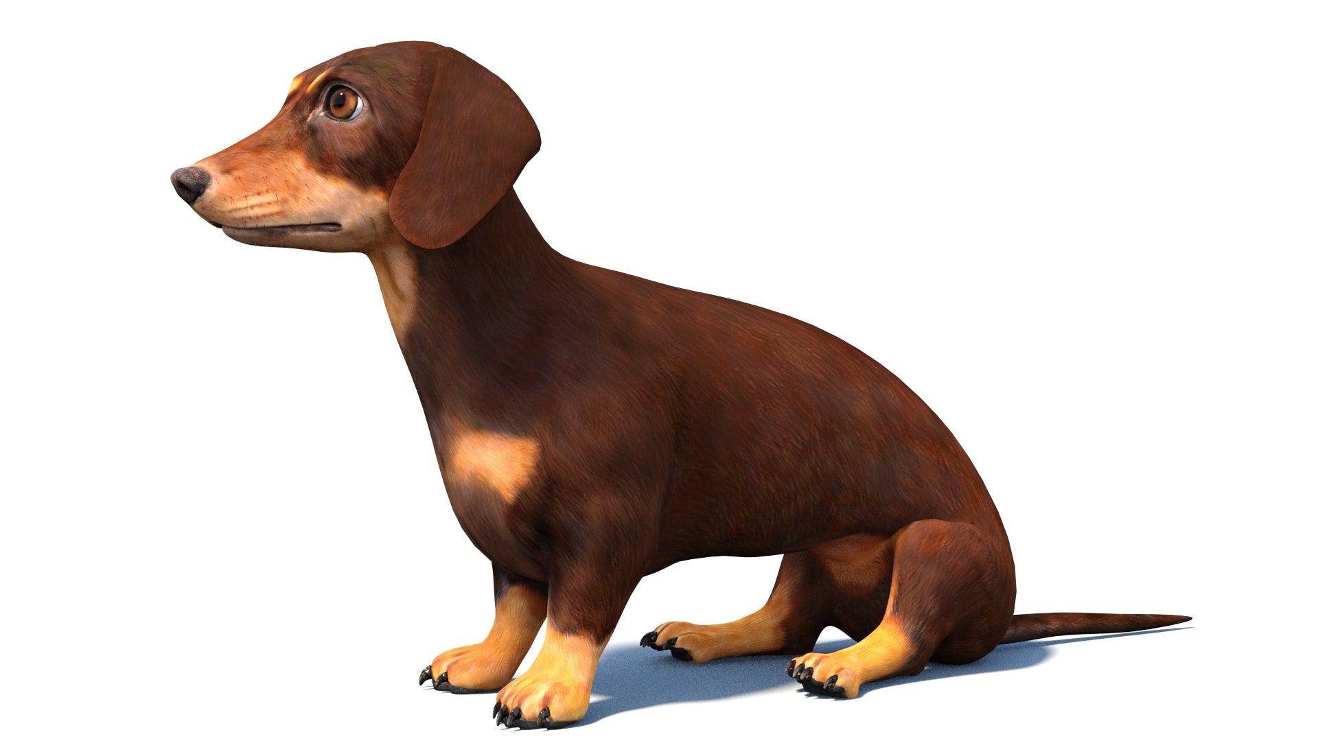 Animated Dachshund Dog 3D Model in Sitting Pose