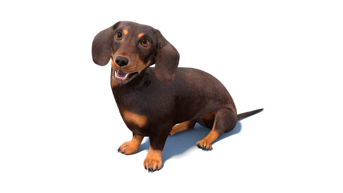 Animated Dachshund Dog 3D Model - Hair and Fur