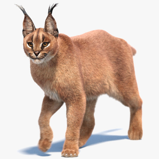 Animated Caracal 3D Model Fur