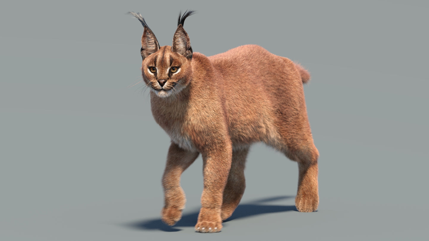Animated Caracal 3D Model with Fur