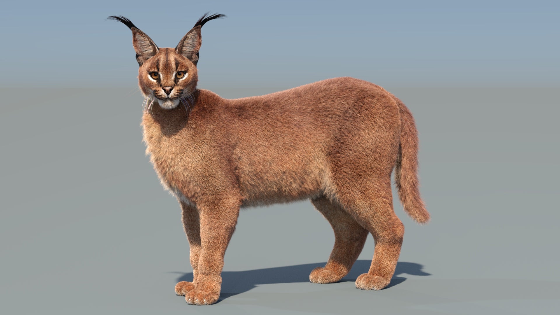 Caracal 3D Model with Fur Animated