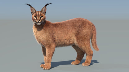 Animated Caracal 3D Model with Fur