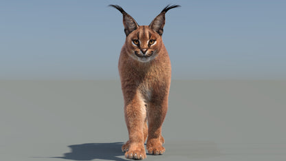 Animated Caracal 3D Model with Fur