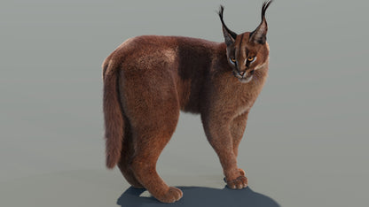 Animated Caracal 3D Model Fur