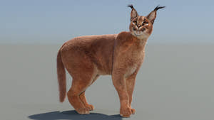 Cute Caracal Cat 3d model with animations Thumbnail