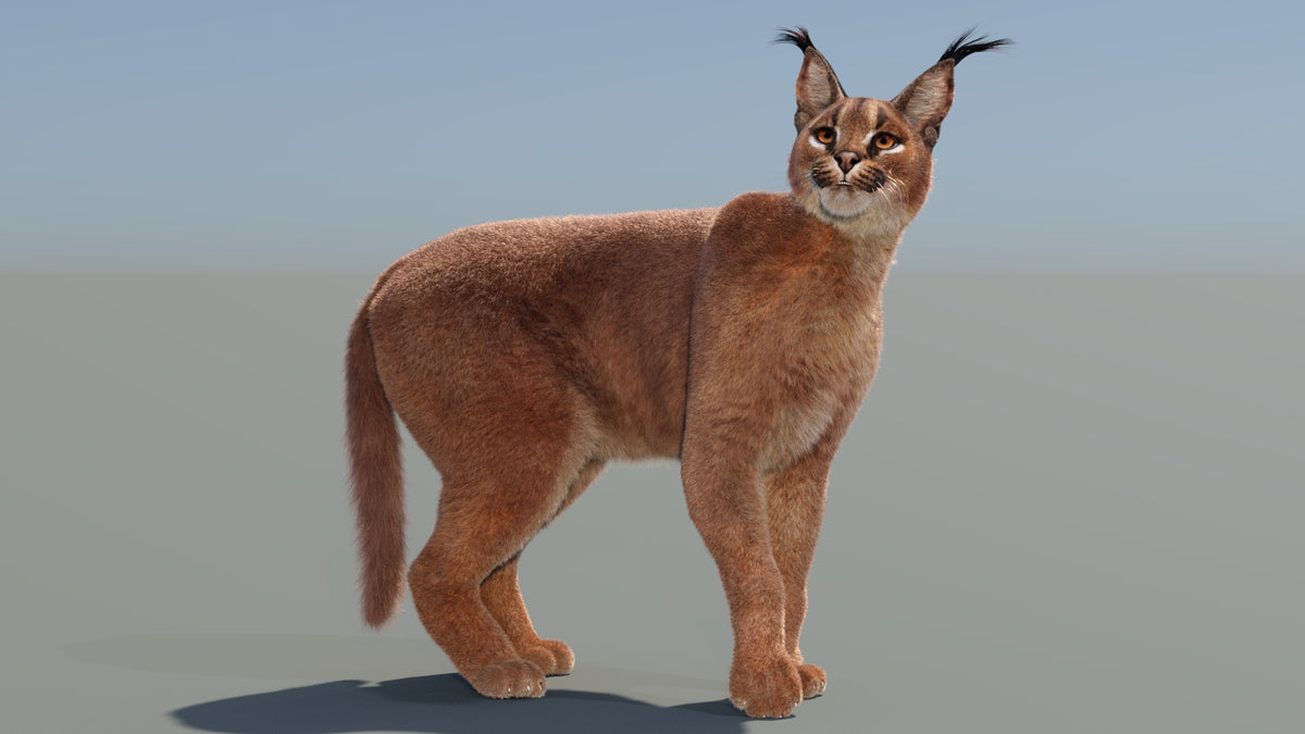 Cute Caracal Cat 3d model with animations