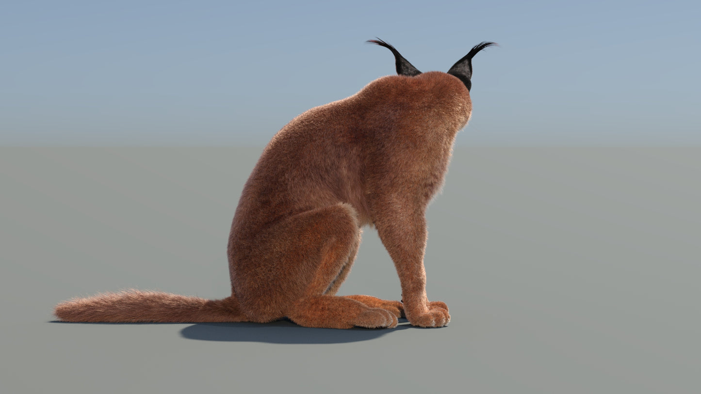 Animated Caracal 3D Model Fur