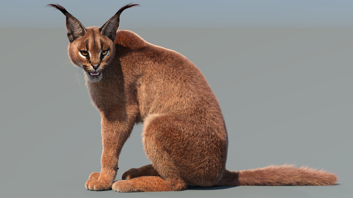 Caracal cat 3D model sitting on a plain background