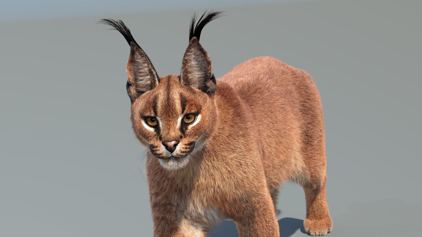 Animated Caracal 3D Model Fur