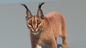 Caracal cat 3d model Close up rendering With 3ds Max Arnold Renderer - Hair and Fur  Thumbnail