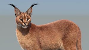 Realistic Caracal cat 3D Model standing against a blurred background - Close Up View Thumbnail