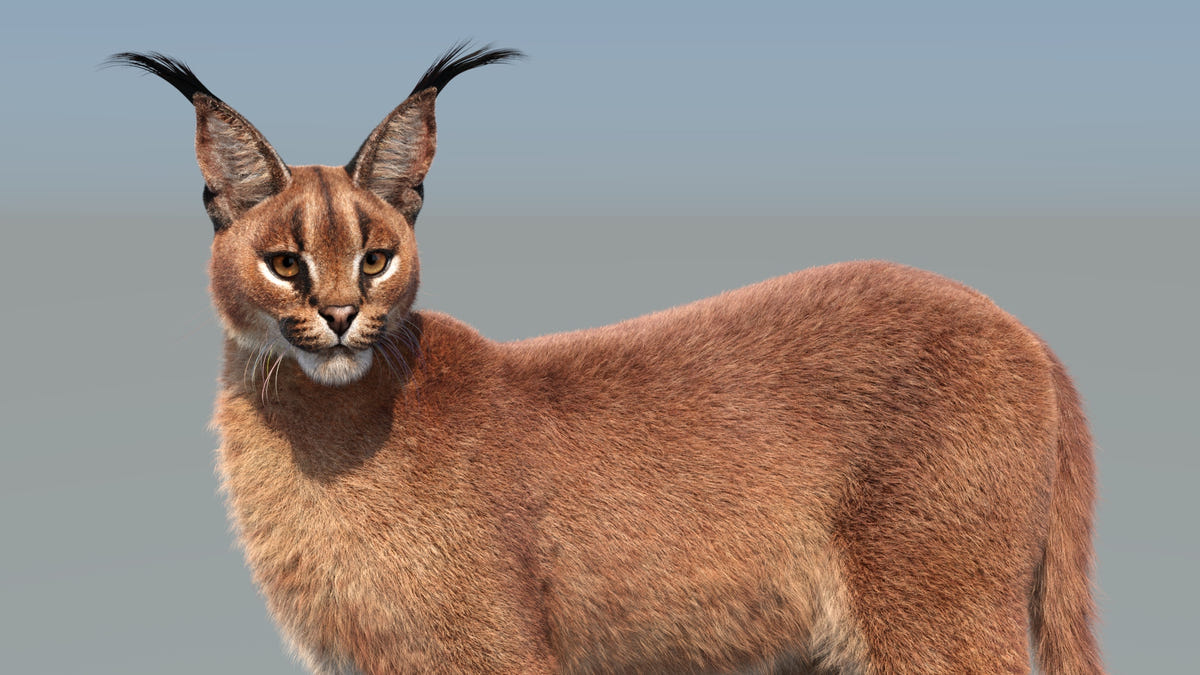 Realistic Caracal cat 3D Model standing against a blurred background - Close Up View