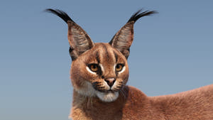 Caracal cat 3D Model with distinctive tufted ears against a clear blue sky Thumbnail