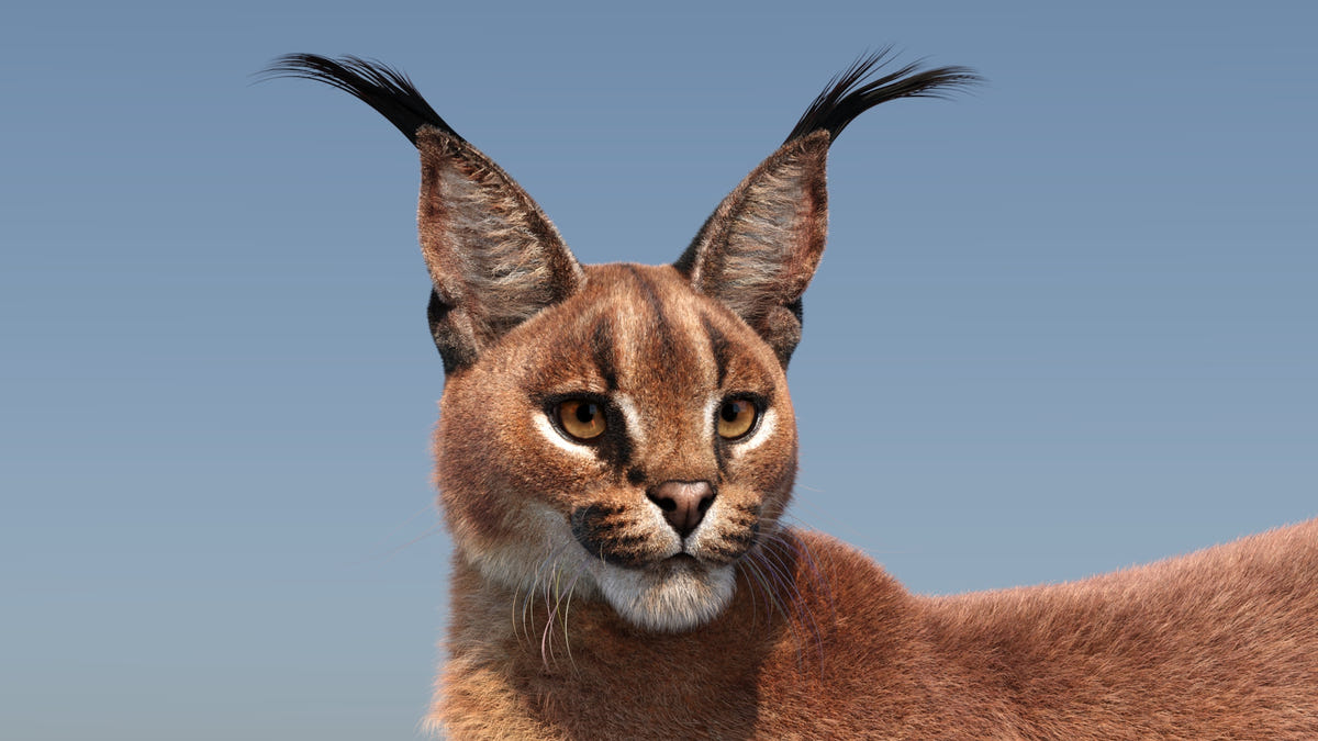 Caracal cat 3D Model with distinctive tufted ears against a clear blue sky