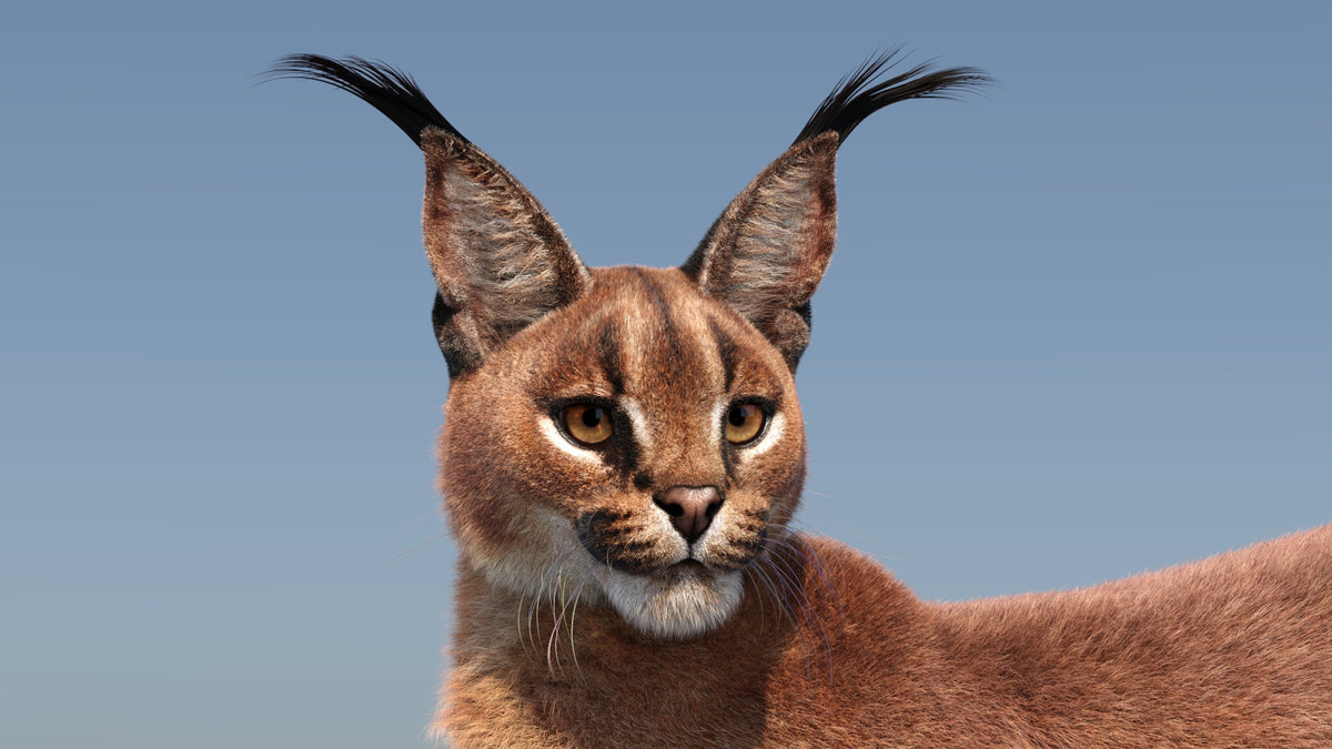 Caracal cat 3D Model with distinctive tufted ears against a clear blue sky