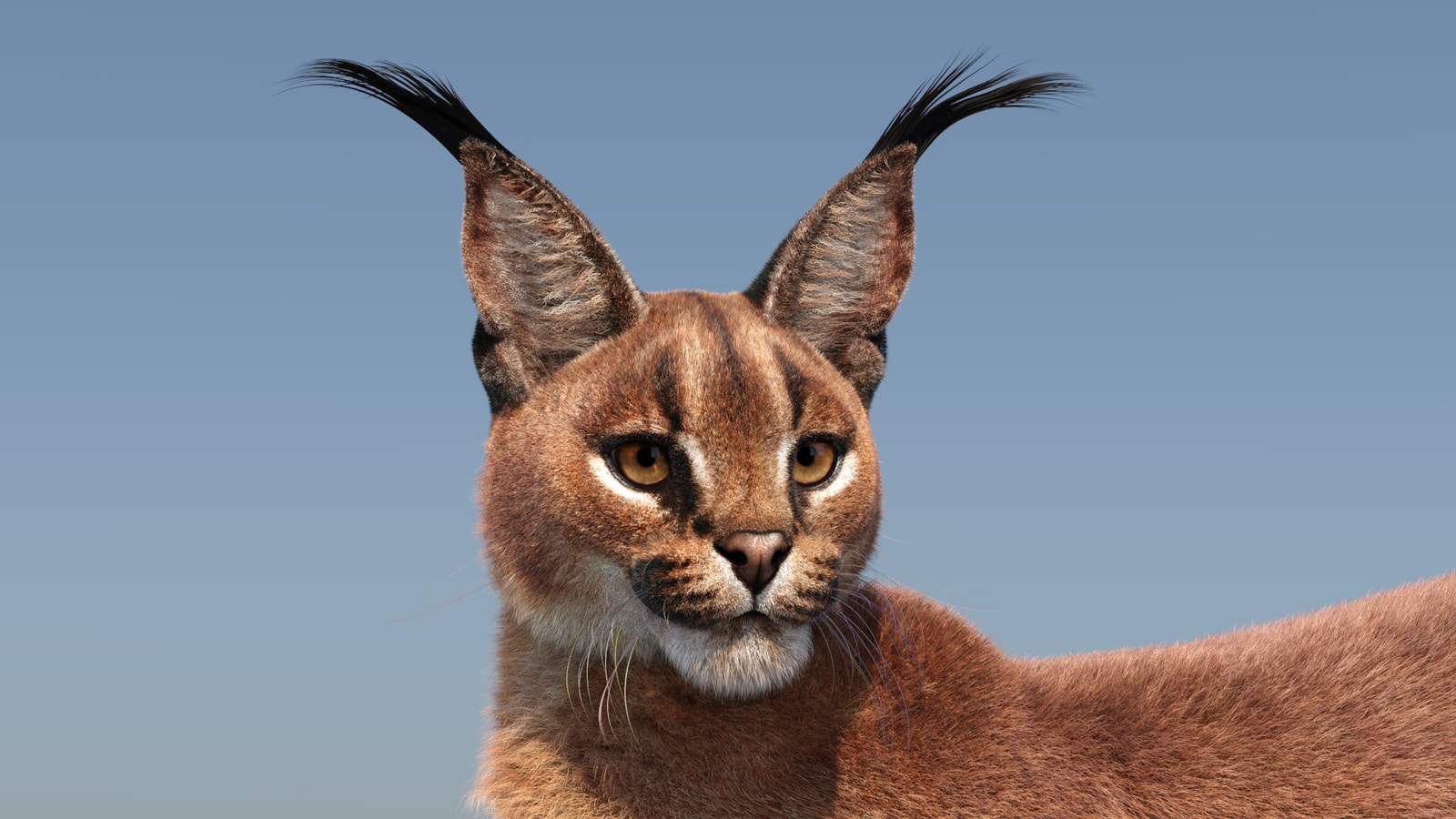 Caracal cat 3D Model with distinctive tufted ears against a clear blue sky